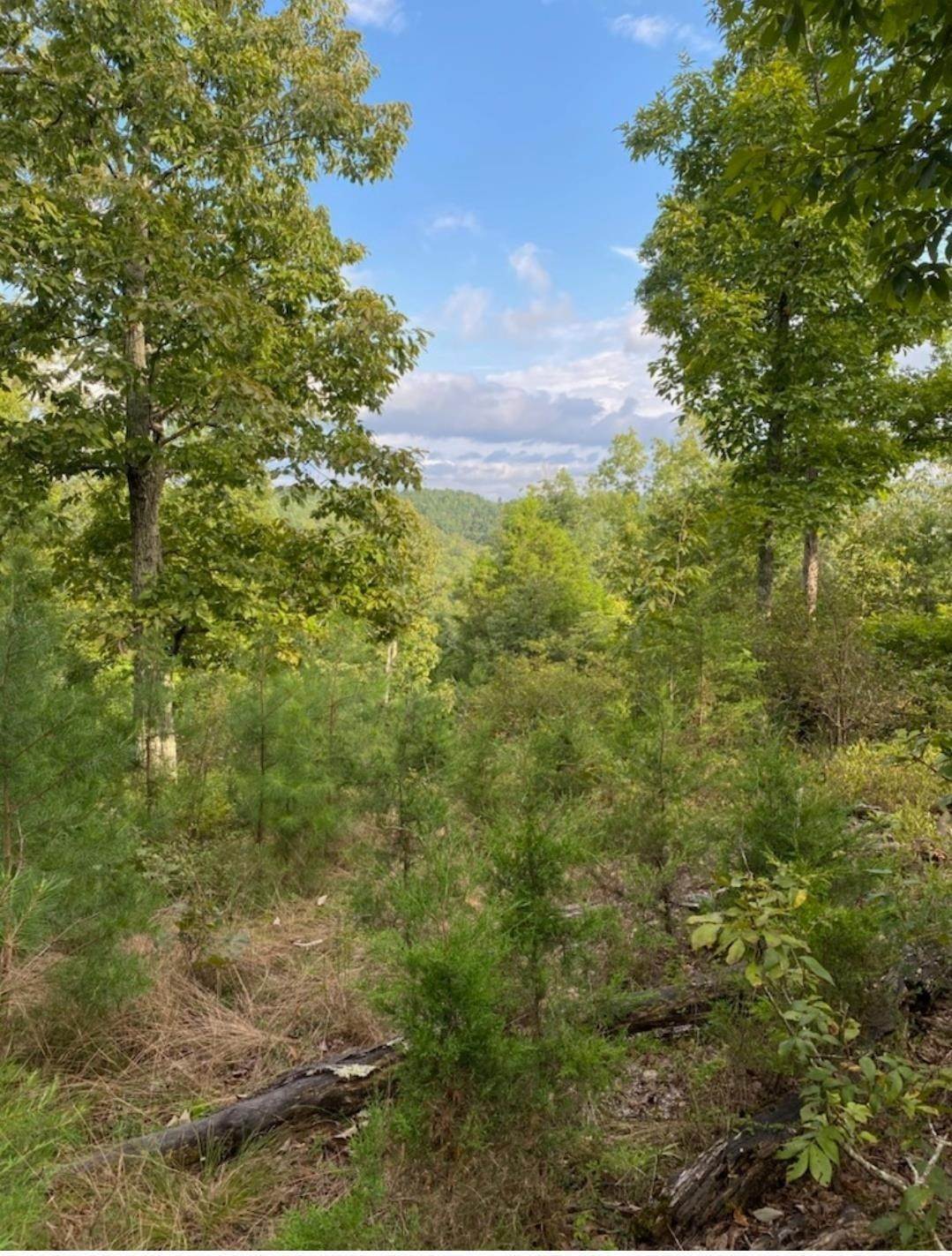 14. Land for Sale at Clifton, TN 38425