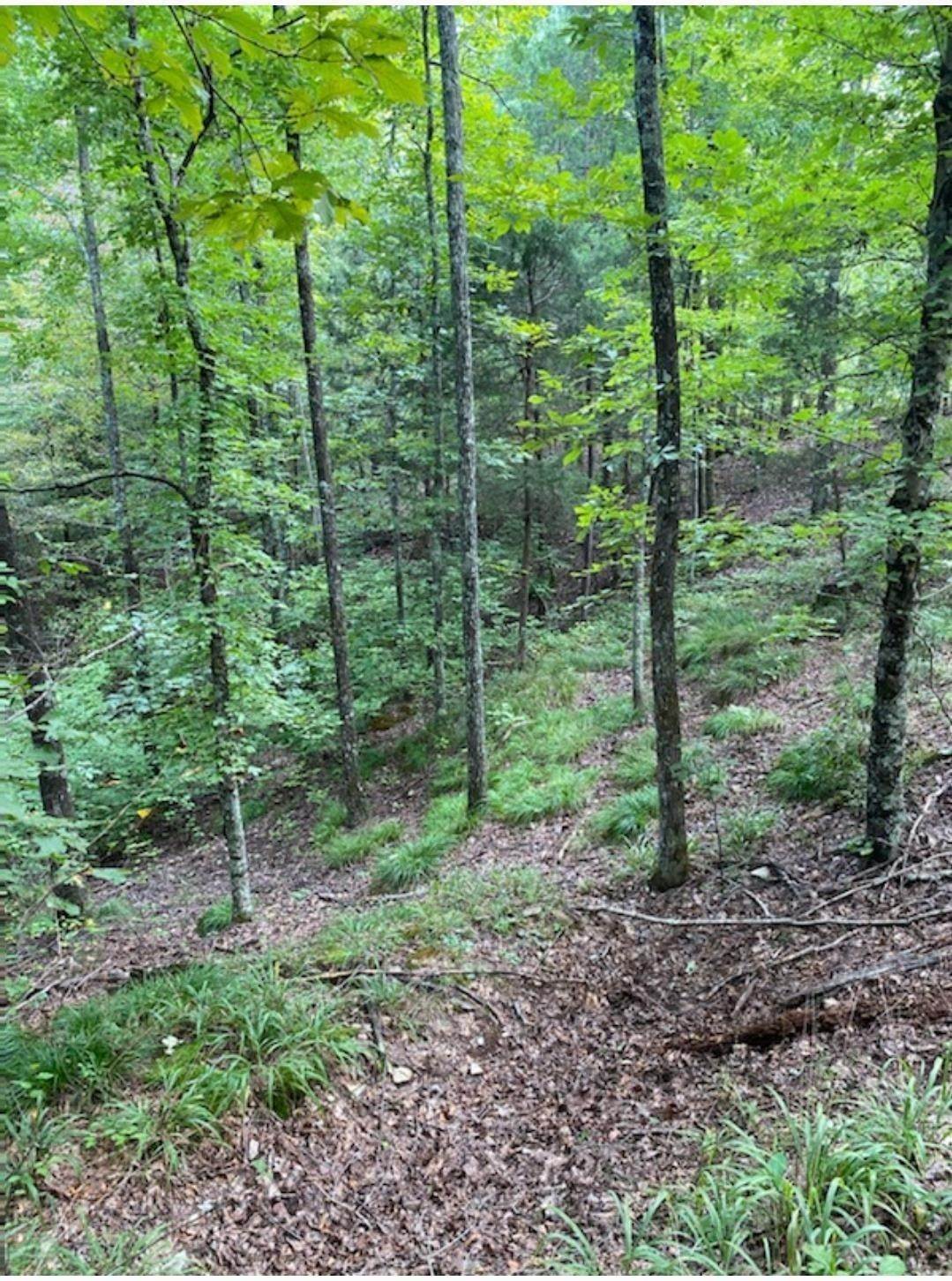10. Land for Sale at Clifton, TN 38425