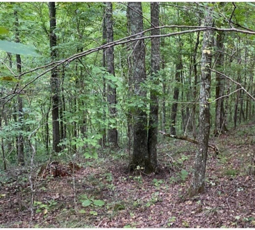 5. Land for Sale at Clifton, TN 38425